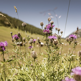 Event-Bild Wiesenfest am Lindenplatz