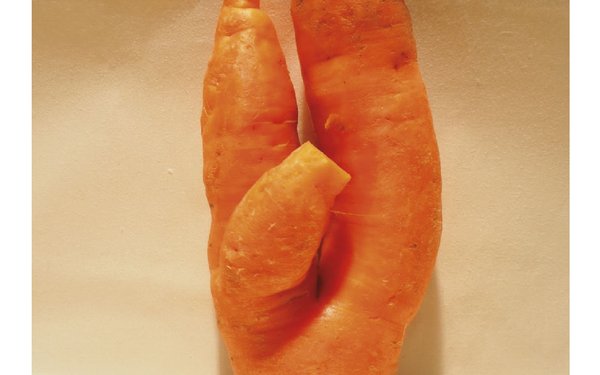 Eine krumm gewachsene Karotte zeigt, dass Gemüse nicht normschön sein muss, um genießbar zu sein.