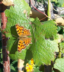 Foto Schmetterling.png