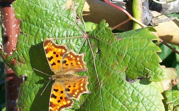 Ein oranger Schmetterling sitzt auf einem Blatt einer Weinrebe.